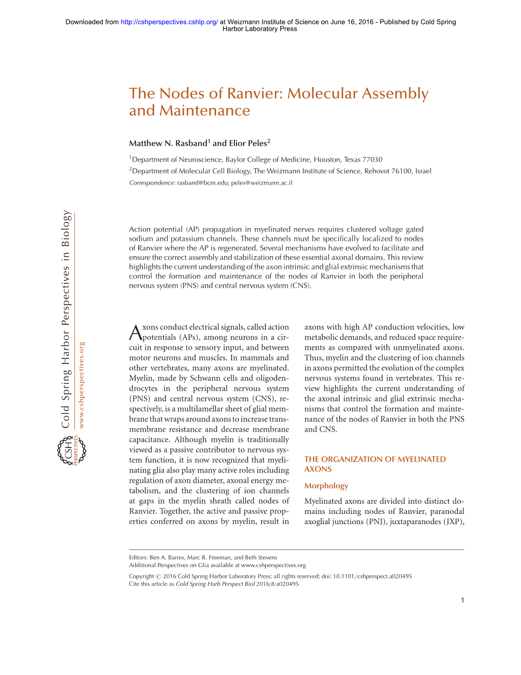 The Nodes of Ranvier: Molecular Assembly and Maintenance