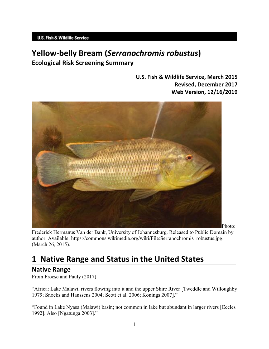 Yellowbelly Bream (Serranochromis