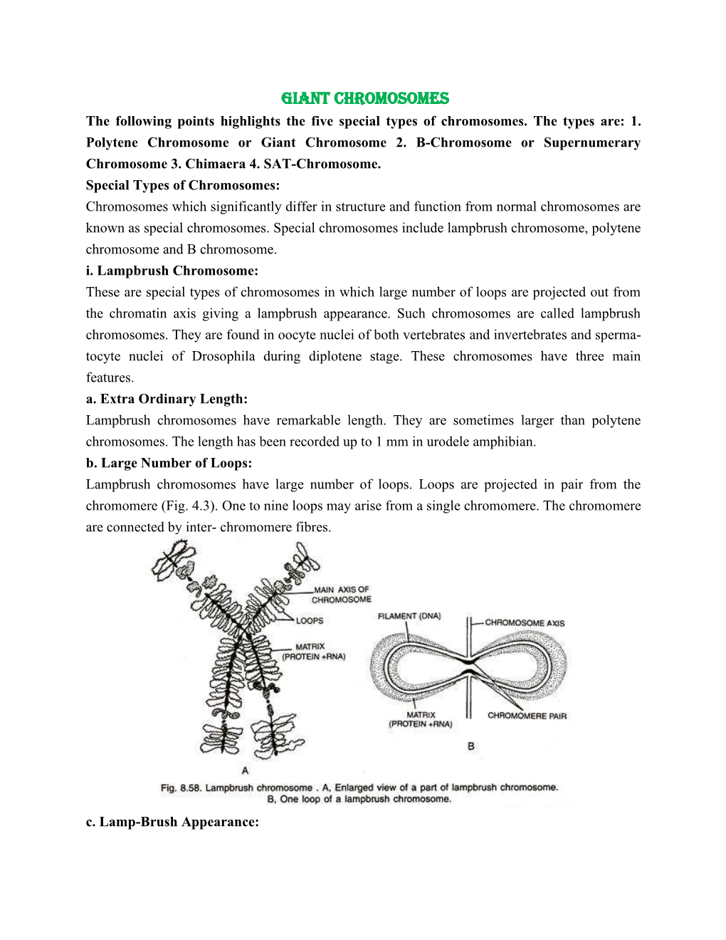 Giant Chromosomes the Following Points Highlights the Five Special Types of Chromosomes