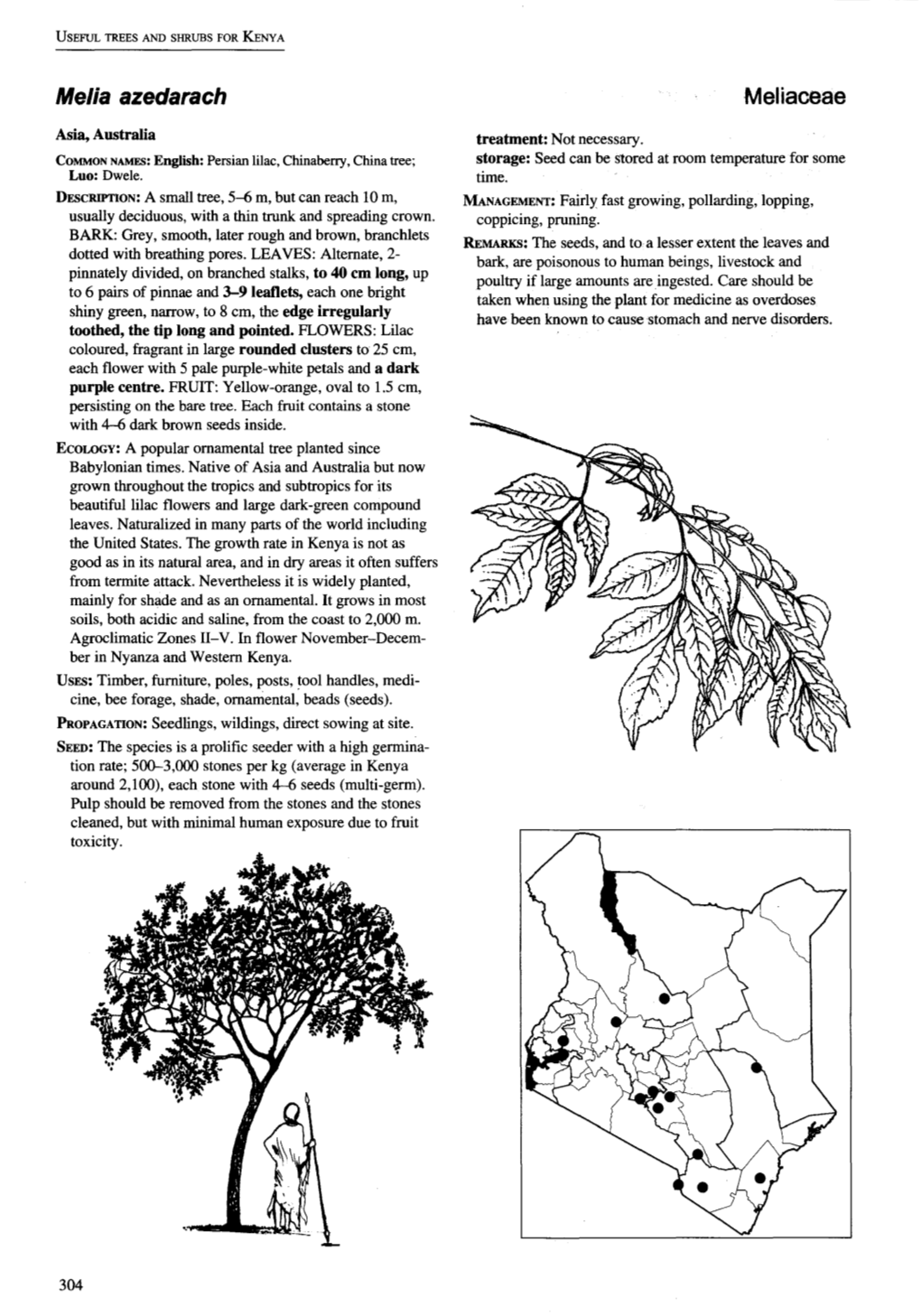 Melia Azedarach Meliaceae