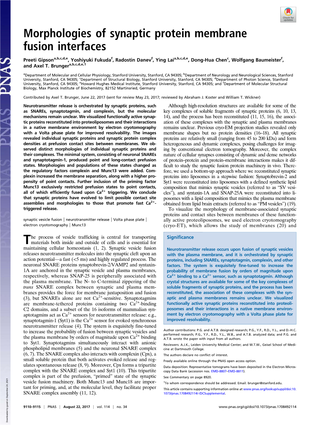 Morphologies of Synaptic Protein Membrane Fusion Interfaces