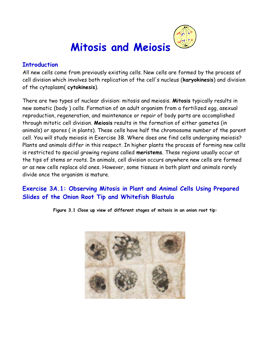 Mitosis and Meiosis s2