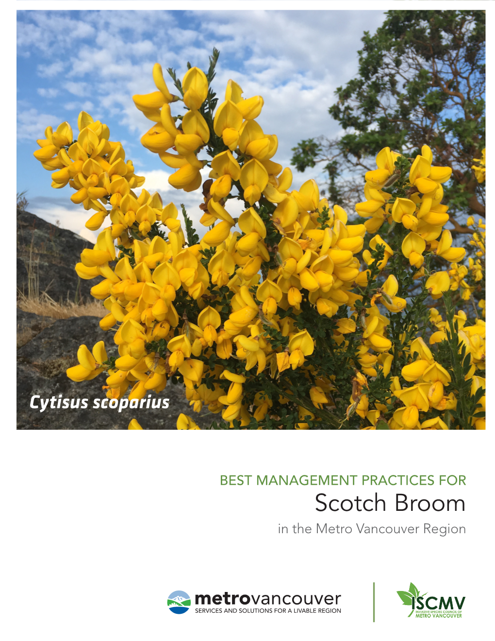 Scotch Broom in the Metro Vancouver Region Disclaimer