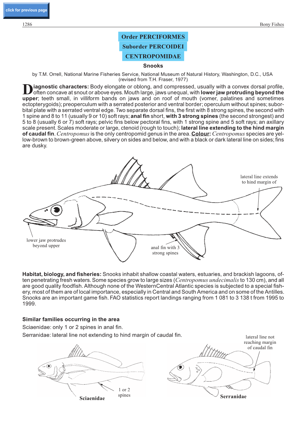 Order PERCIFORMES Suborder PERCOIDEI CENTROPOMIDAE Snooks by T.M