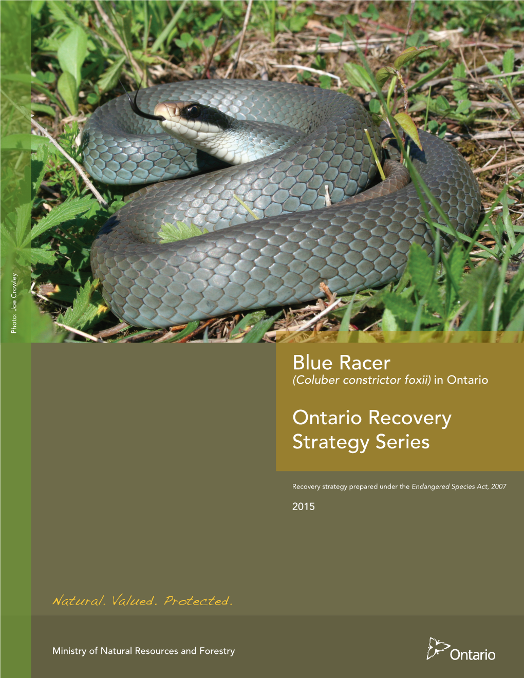 Coluber Constrictor Foxii) in Ontario
