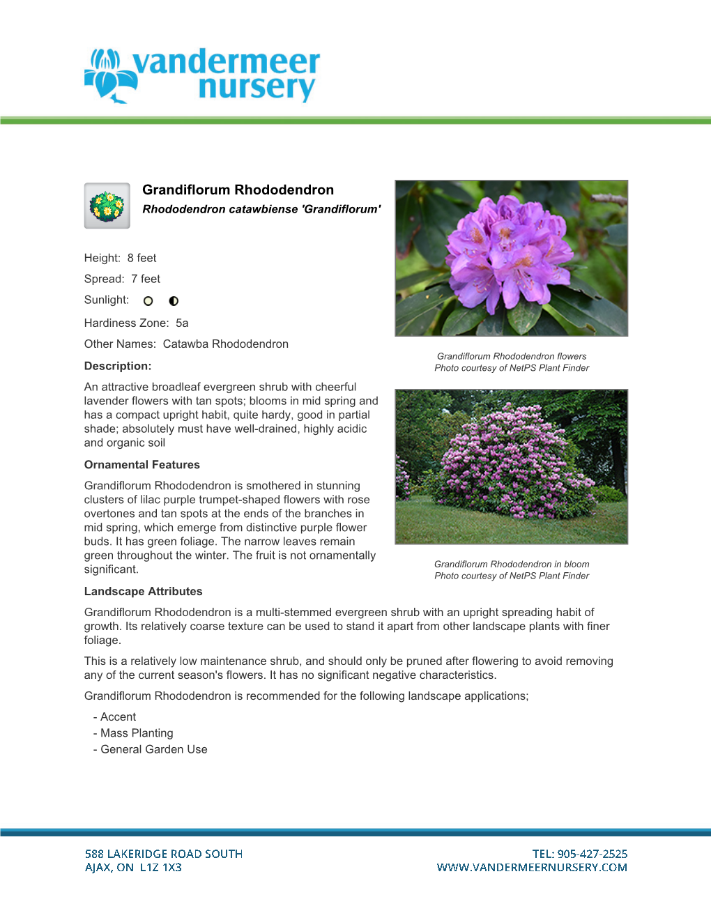 Grandiflorum Rhododendron Rhododendron Catawbiense 'Grandiflorum'