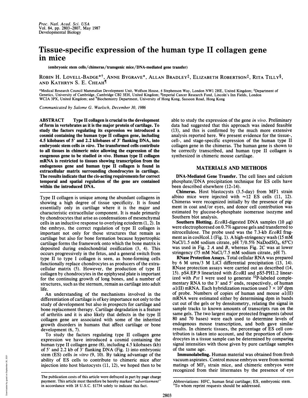Tissue-Specific Expression of the Human Type II Collagen Gene in Mice (Embryonic Stem Cells/Chimeras/Transgenic Mice/DNA-Mediated Gene Transfer) ROBIN H