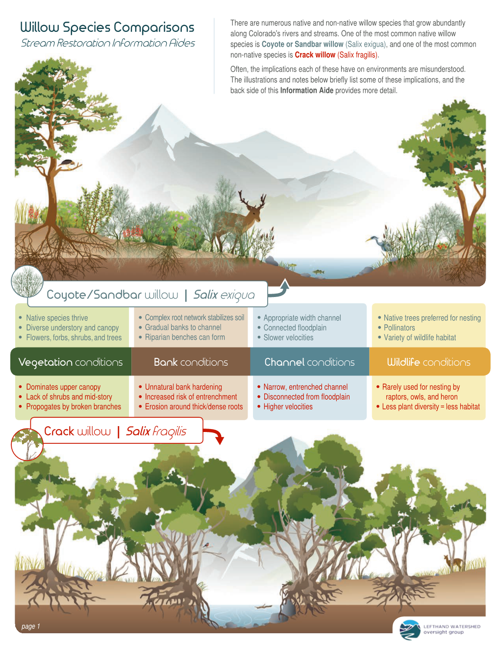 Willow Species Comparisons Along Colorado's Rivers and Streams