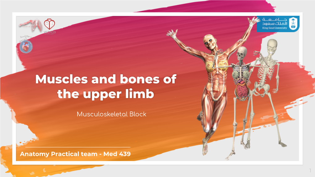 Muscles and Bones of the Upper Limb