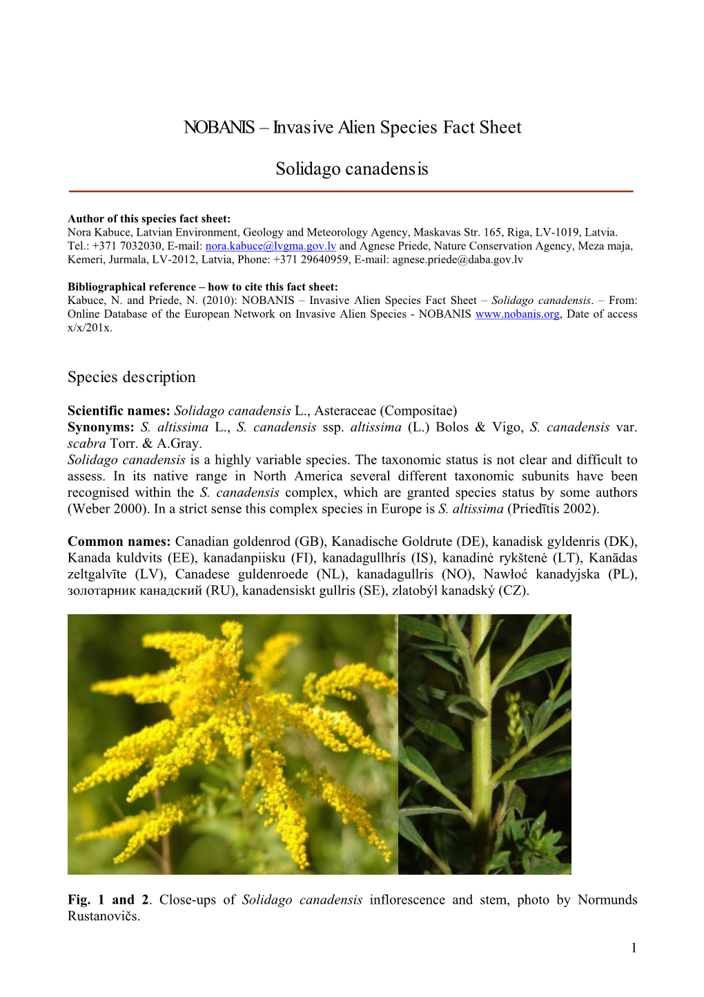 Invasive Alien Species Fact Sheet Solidago Canadensis