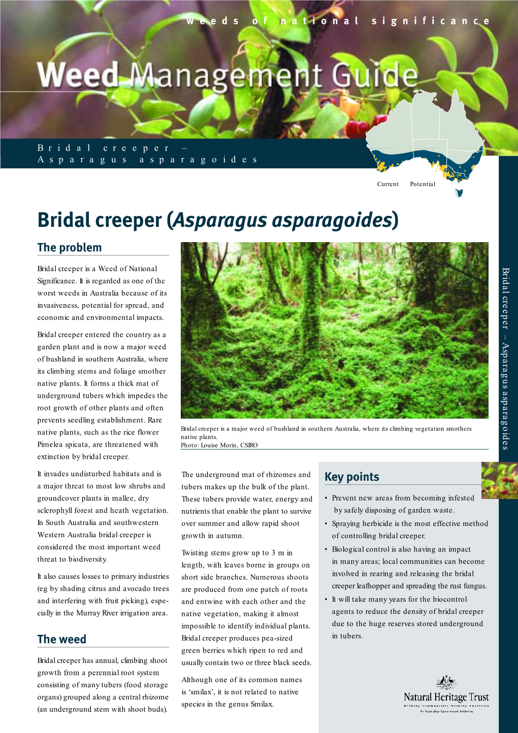 Bridal Creeper (Asparagus Asparagoides) the Problem