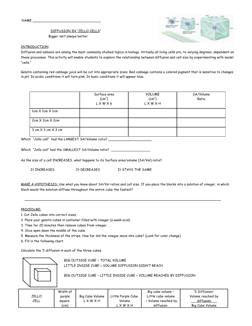NAME ______ DIFFUSION in JELLO CELLS Bigger Isn T Always Better INTRODUCTION Diffusion