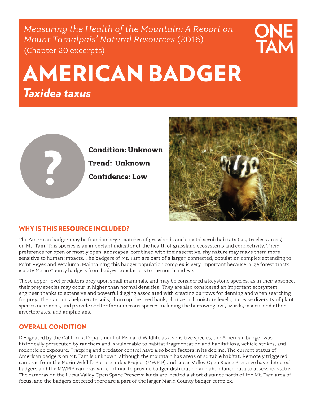 AMERICAN BADGER Taxidea Taxus