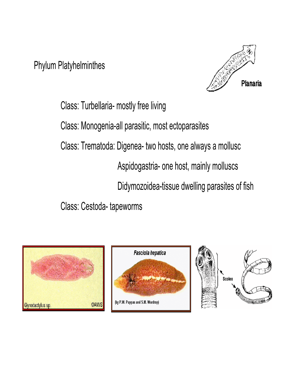 Phylum Platyhelminthes Class: Turbellaria- Mostly Free Living Class