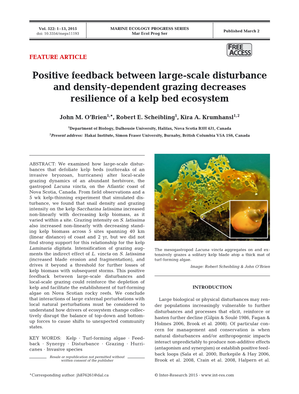 Positive Feedback Between Large-Scale Disturbance and Density-Dependent Grazing Decreases Resilience of a Kelp Bed Ecosystem