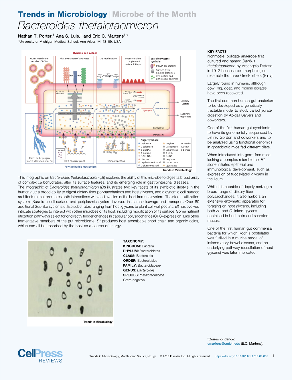 Bacteroides Thetaiotaomicron