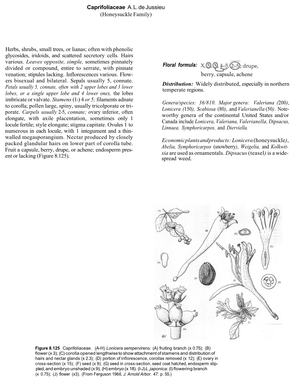 Caprifoliaceae A. L. De Jussieu (Honeysuckle Family) Herbs