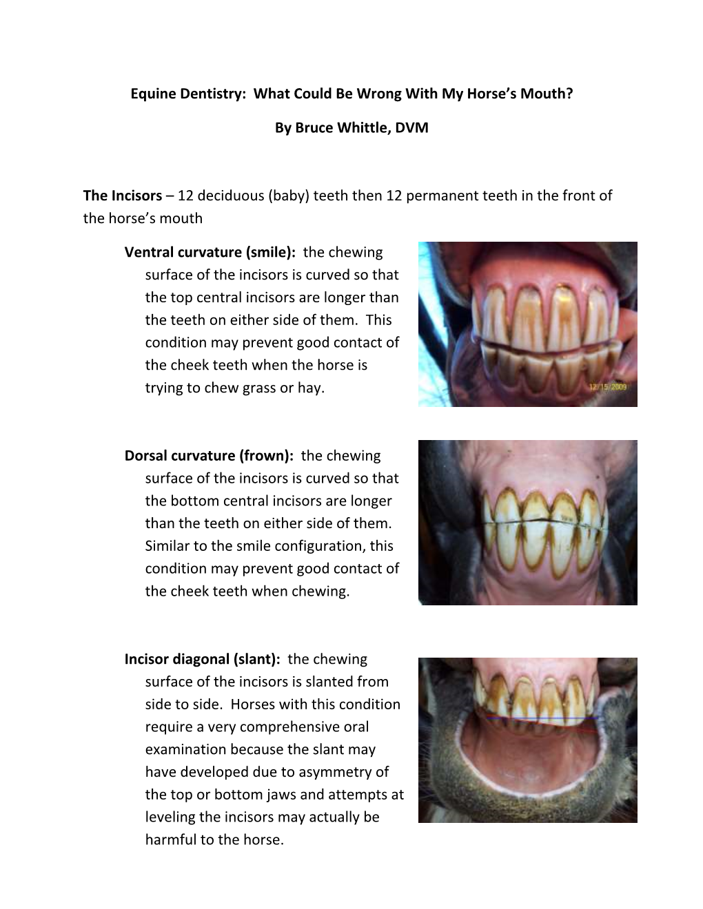 Equine Dentistry: What Could Be Wrong with My Horse's Mouth?