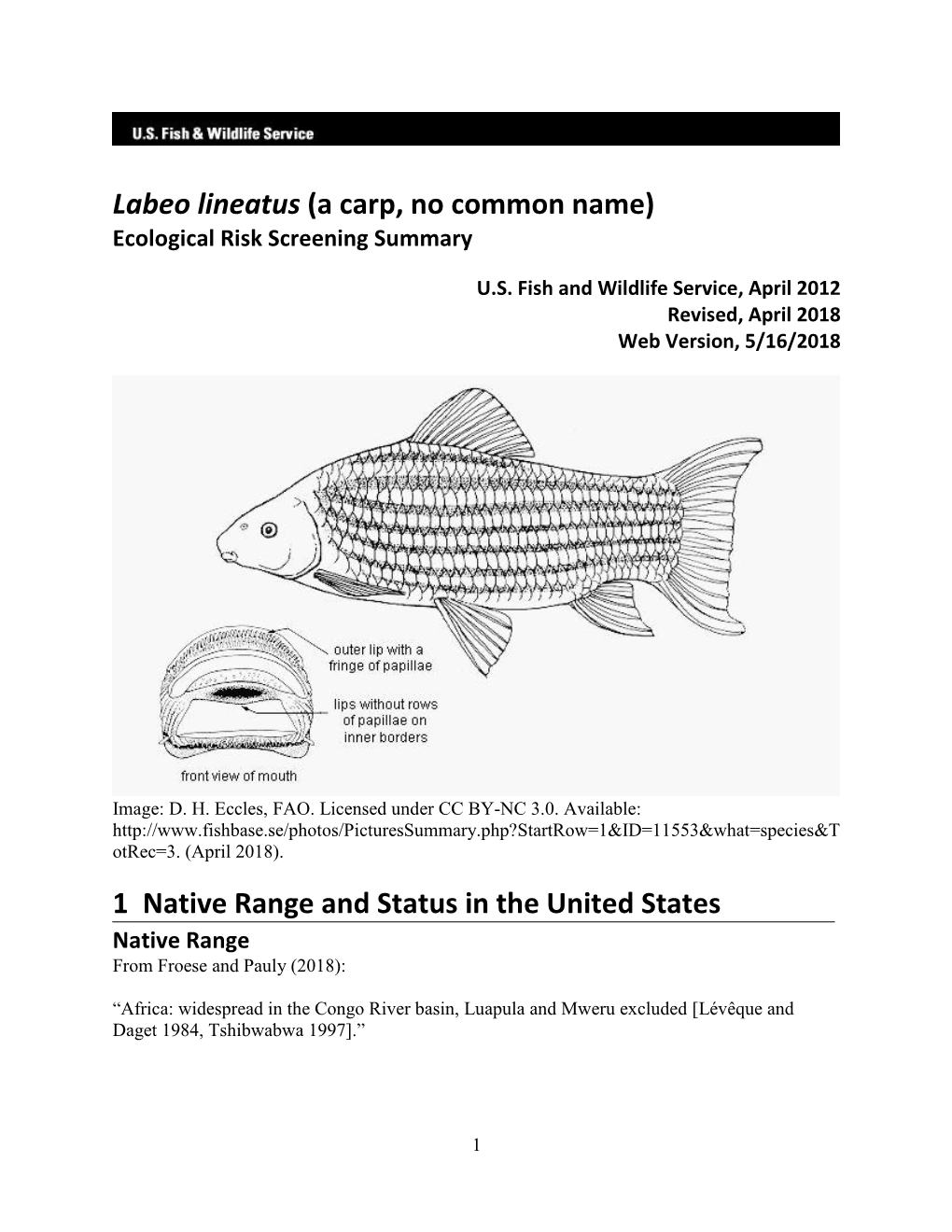 Labeo Lineatus (A Carp, No Common Name) Ecological Risk Screening Summary