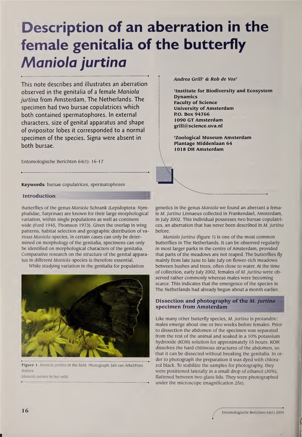 Description of an Aberration in the Female Genitalia of Maniola Jurtina