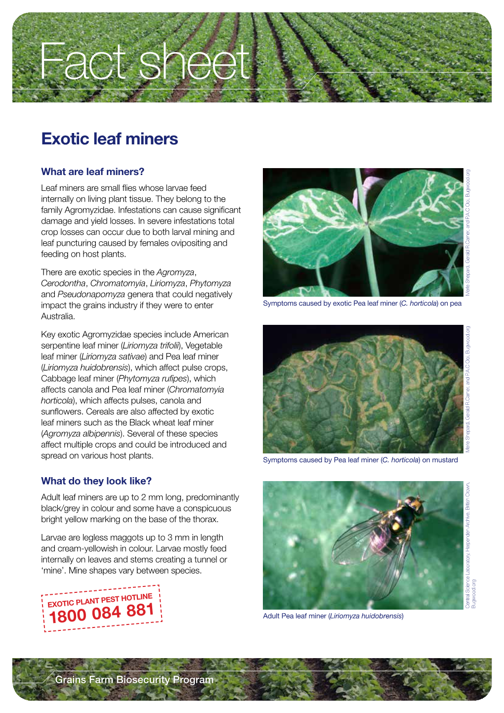 Exotic Leaf Miners FS Grains