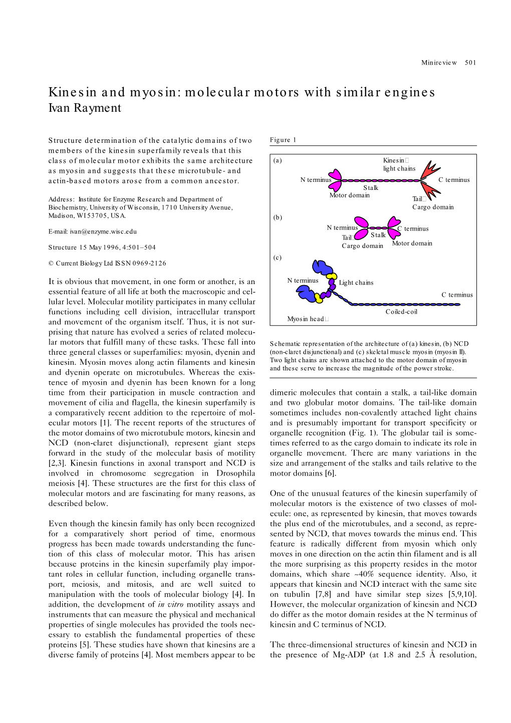 Kinesin and Myosin: Molecular Motors with Similar Engines Ivan Rayment