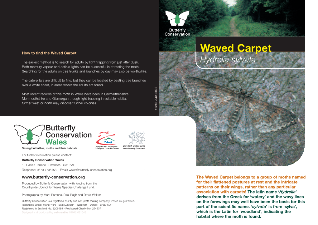 Waved Carpet, Hydrelia Sylvata