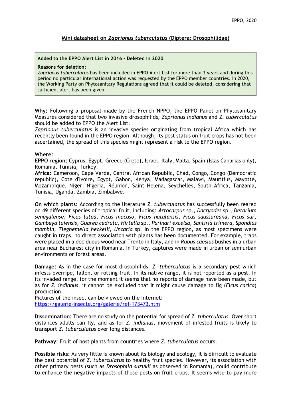 Mini Datasheet on Zaprionus Tuberculatus (Diptera: Drosophilidae)