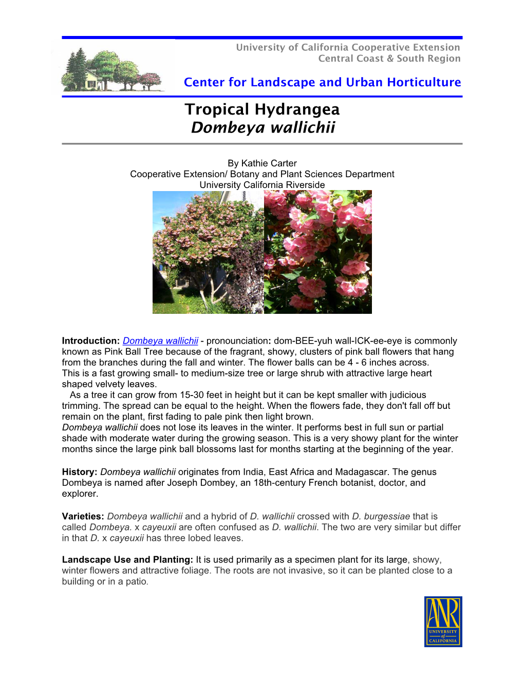 Tropical Hydrangea Dombeya Wallichii