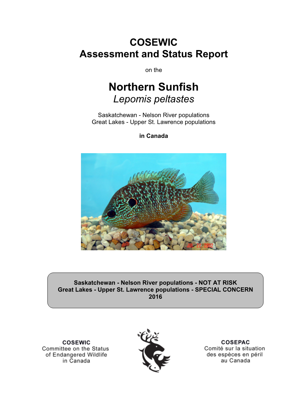 Northern Sunfish Lepomis Peltastes