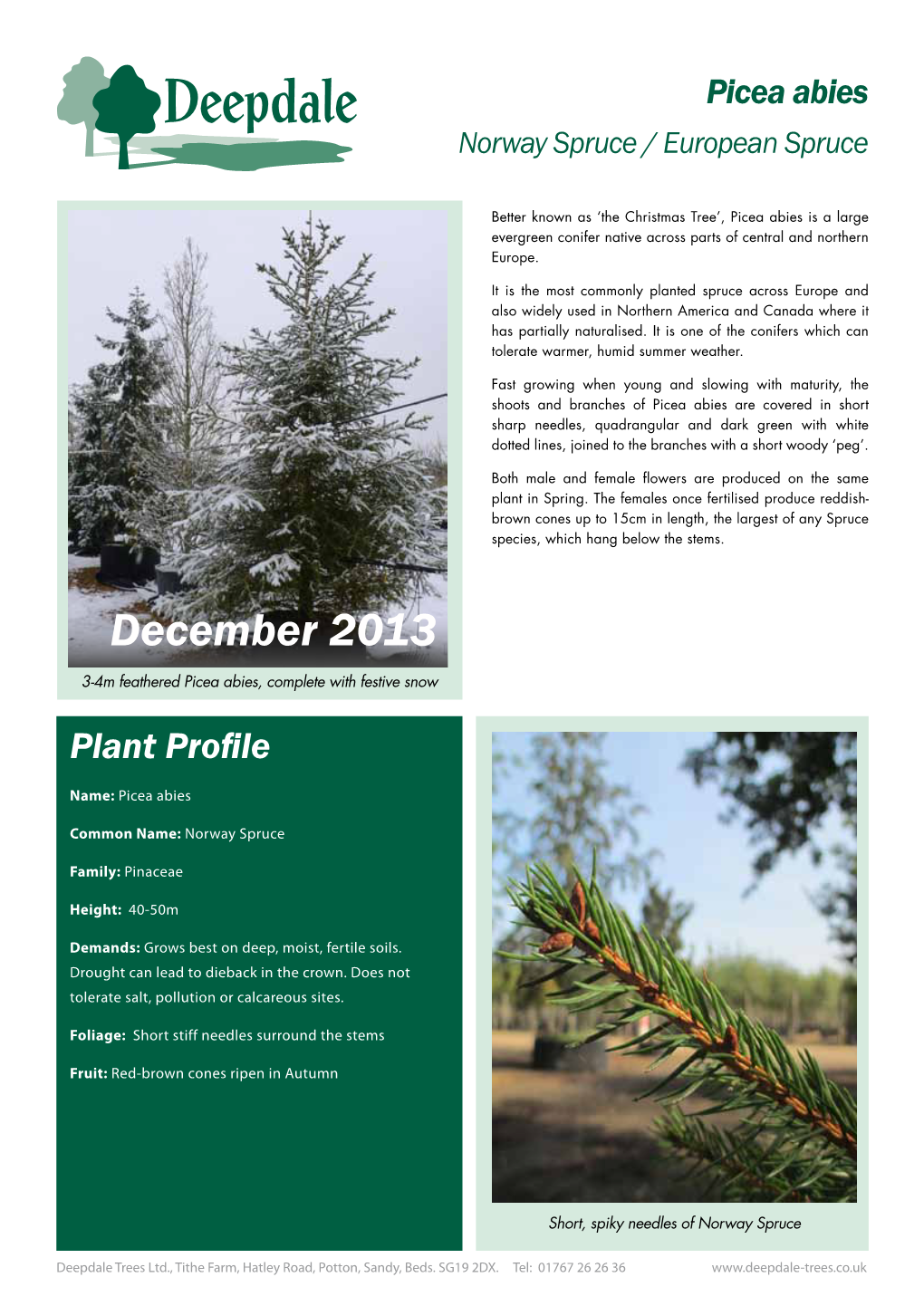 Picea Abies Norway Spruce / European Spruce