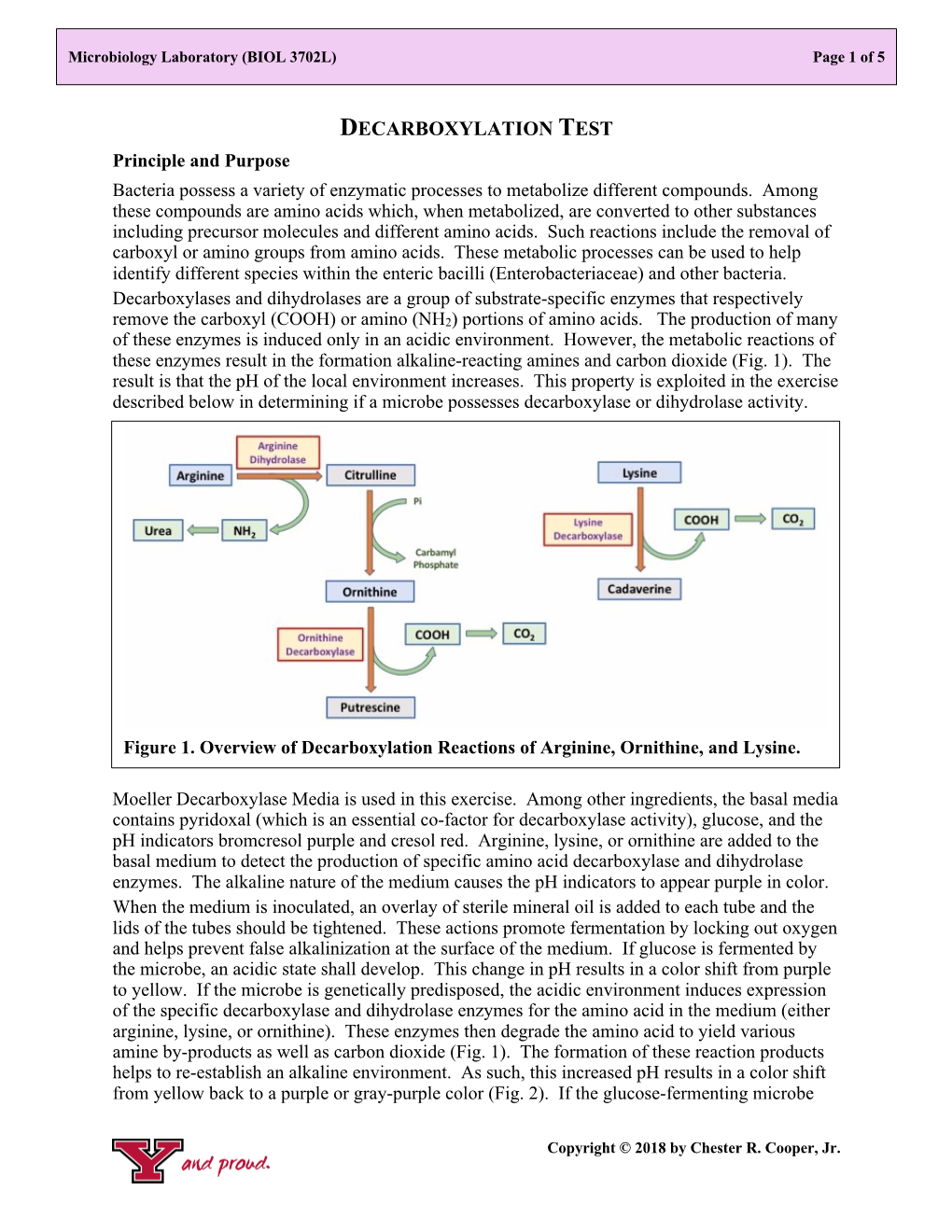 BIOL 3702 Lab Exercise