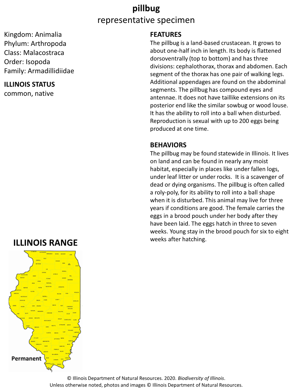 Pillbug Representative Specimen ILLINOIS RANGE