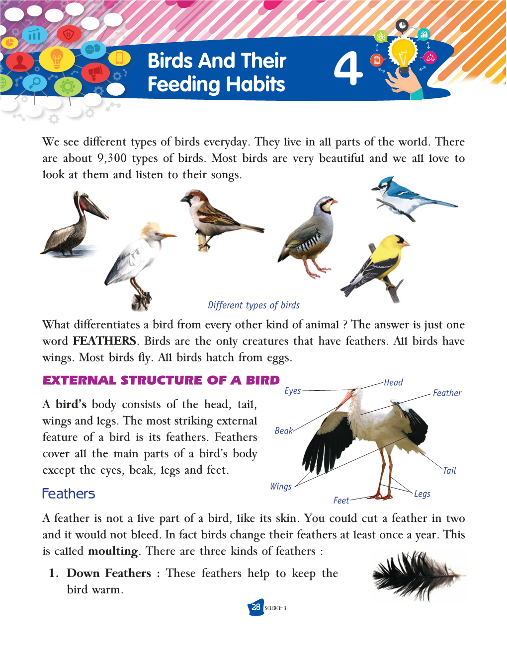 Birds and Their Feeding Habits 4