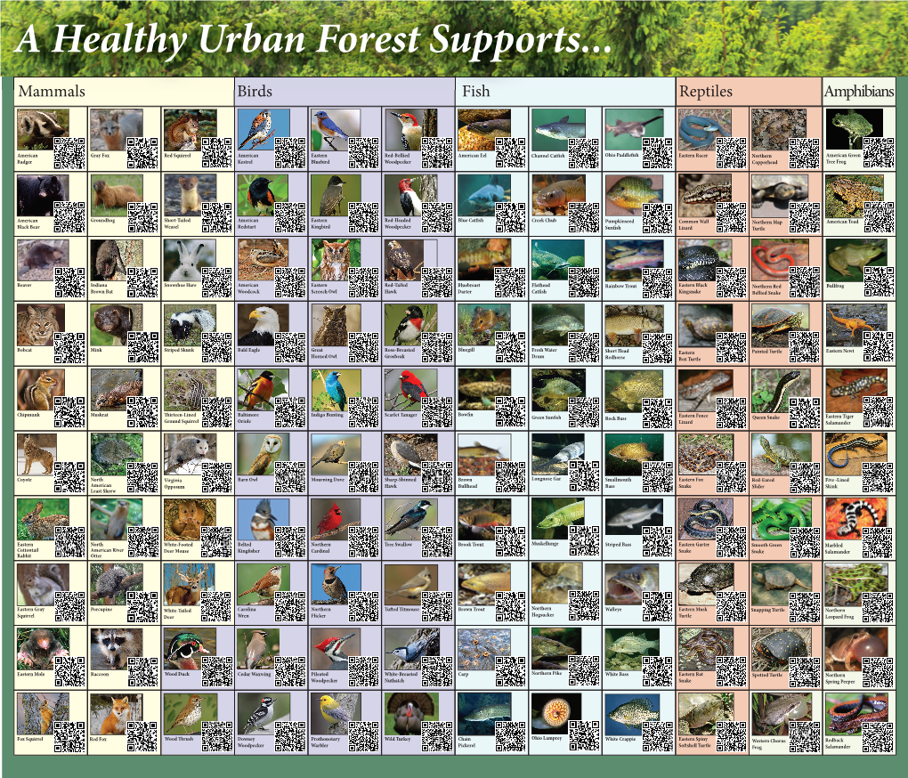 Urban Forest Poster.Indd