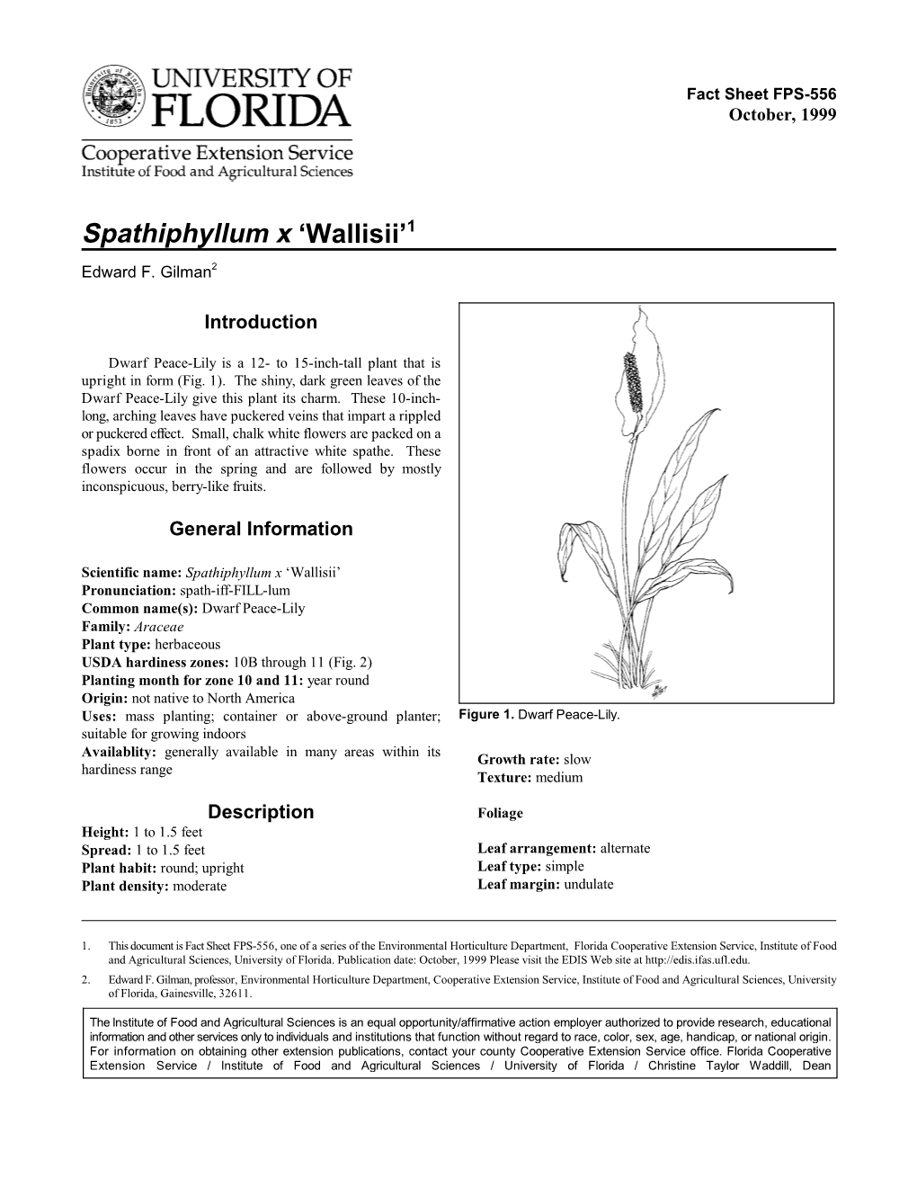 Spathiphyllum X 'Wallisii'1