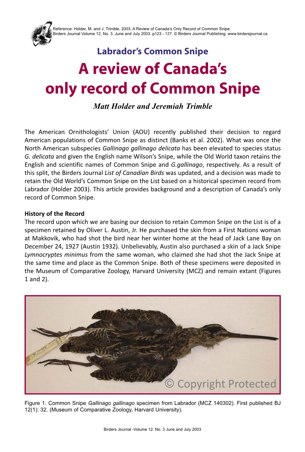 A฀review฀of฀canada's฀ Only฀record฀of฀common฀snipe