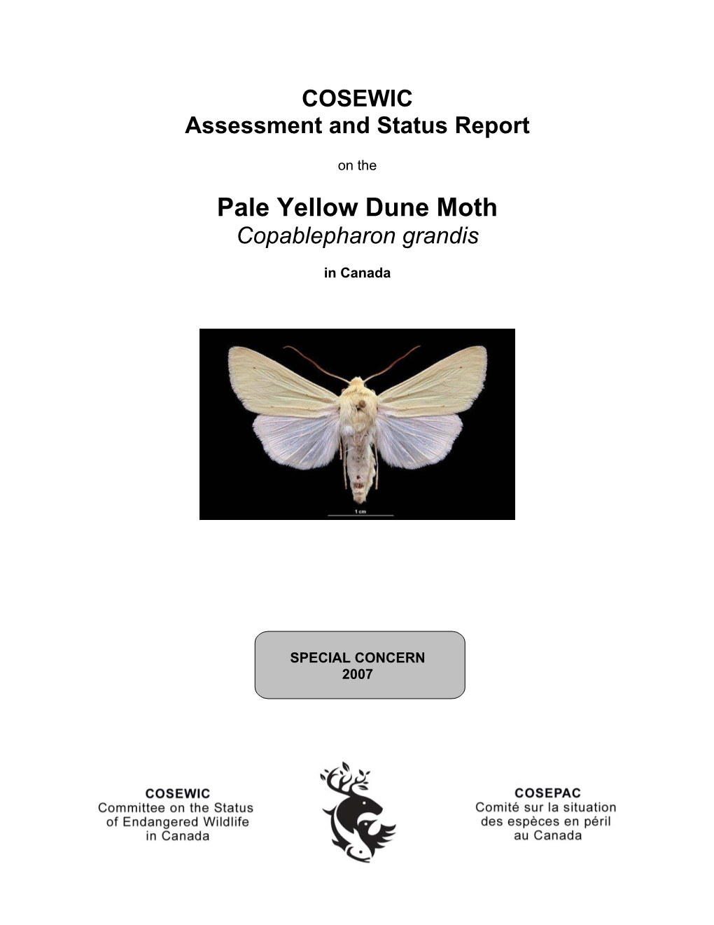 Pale Yellow Dune Moth (Copablepharon Grandis) in Canada, Prepared Under Contract with Environment Canada