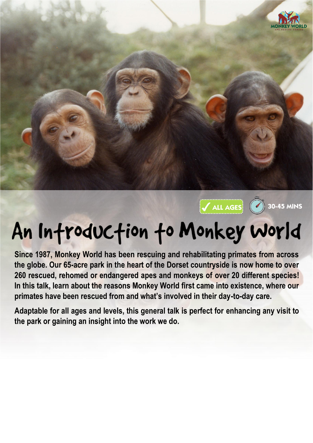 Since 1987, Monkey World Has Been Rescuing and Rehabilitating Primates from Across the Globe