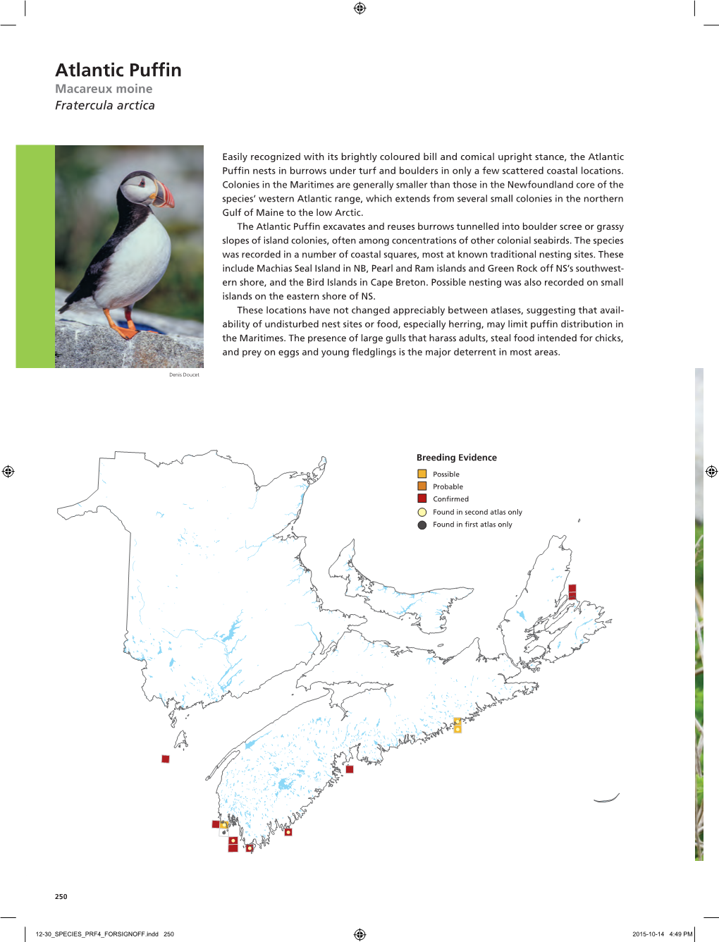 Atlantic Puffin Macareux Moine Fratercula Arctica