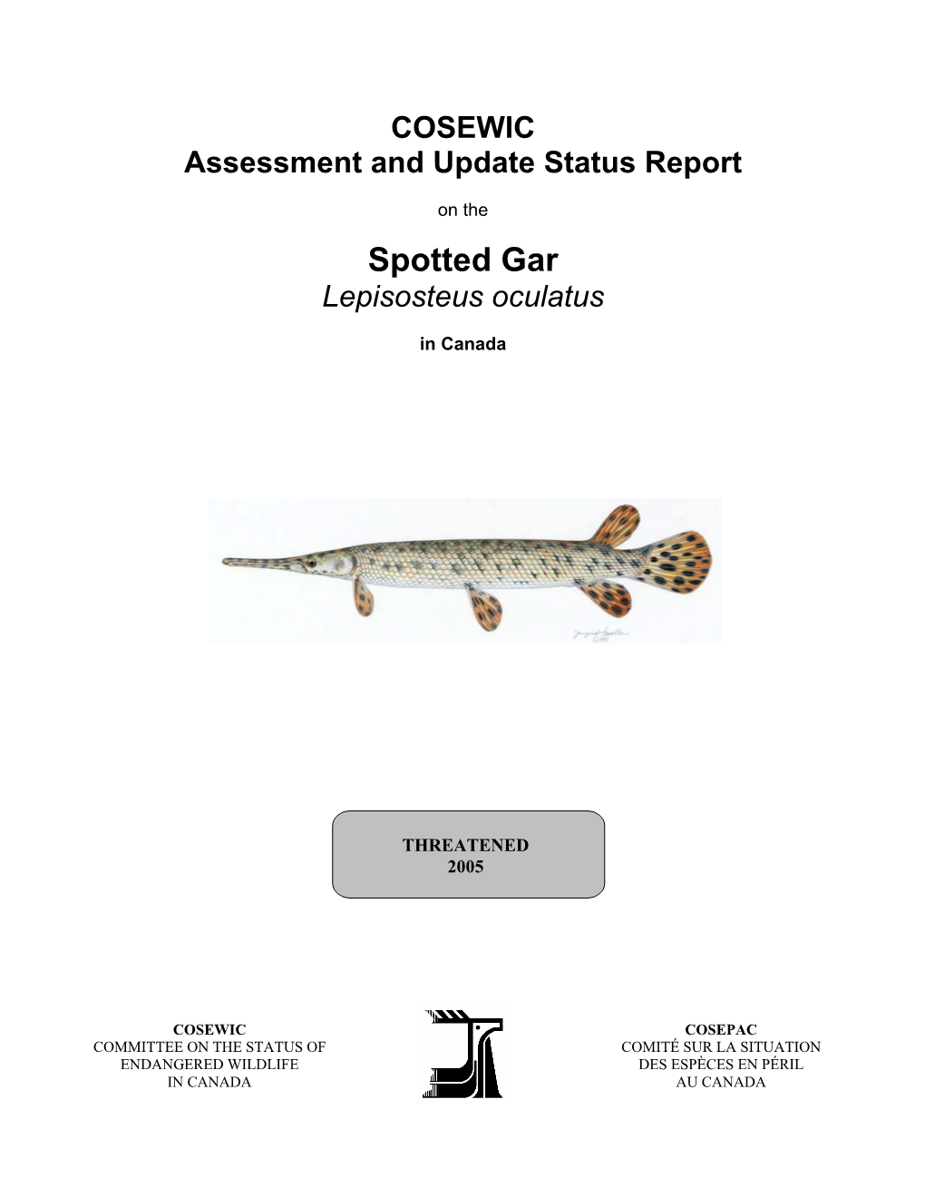 Spotted Gar Lepisosteus Oculatus