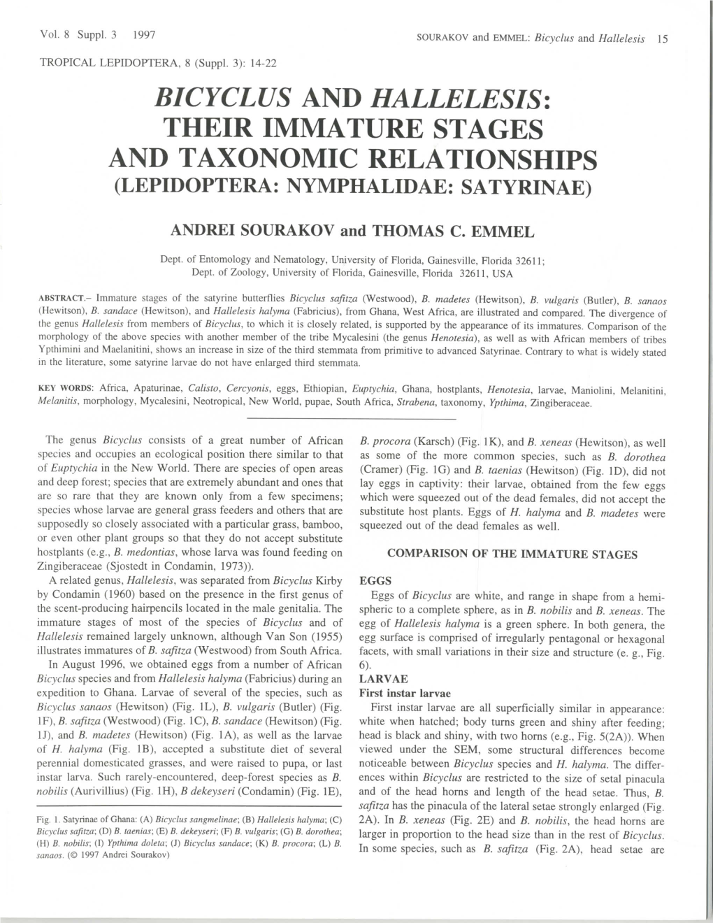 Bicyclus and Hallelesis: Their Immature Stages and Taxonomic Relationships (Lepidoptera: Nymphalidae: Satyrinae)