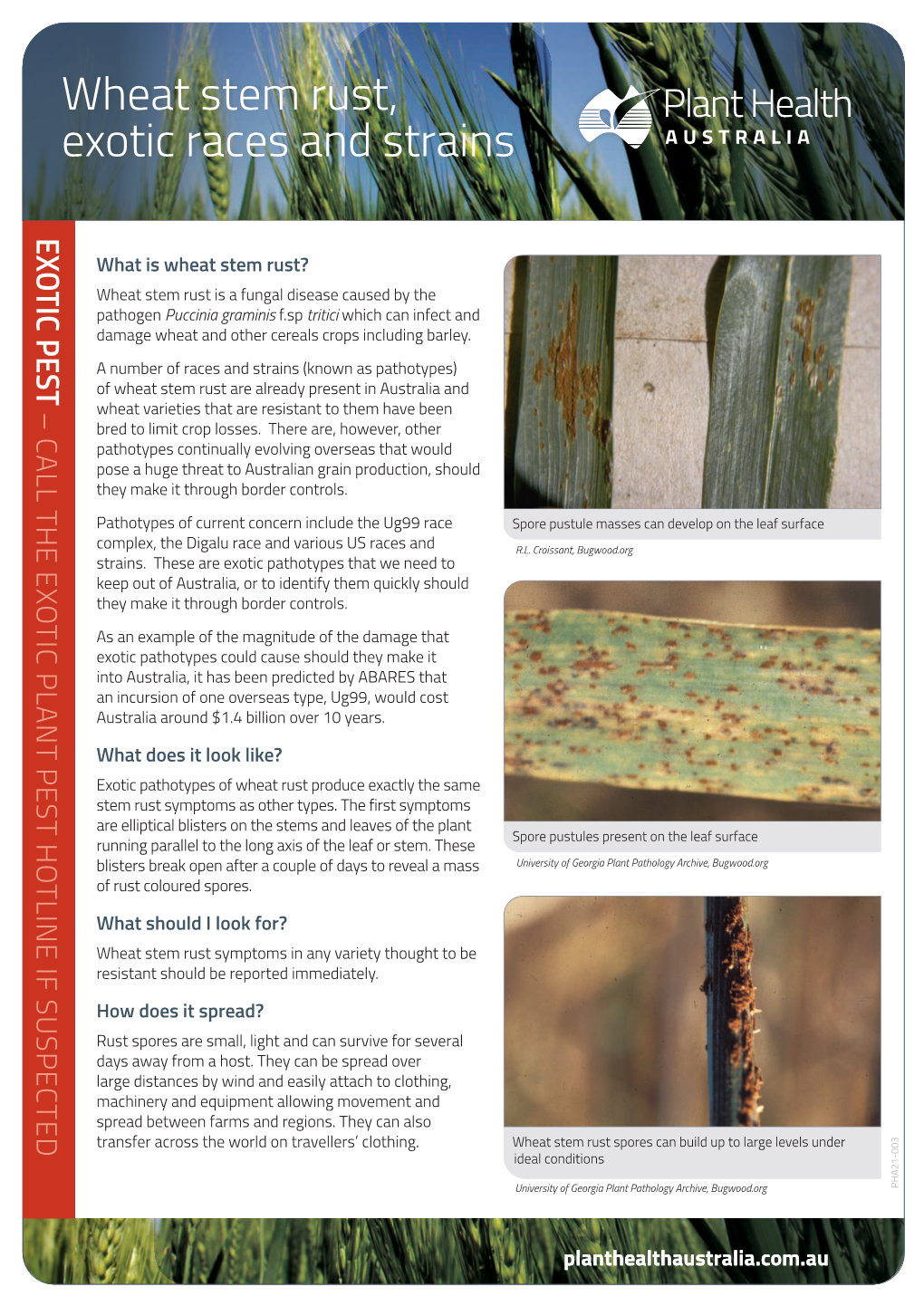 Wheat Stem Rust, Exotic Races and Strains EXOTIC PEST