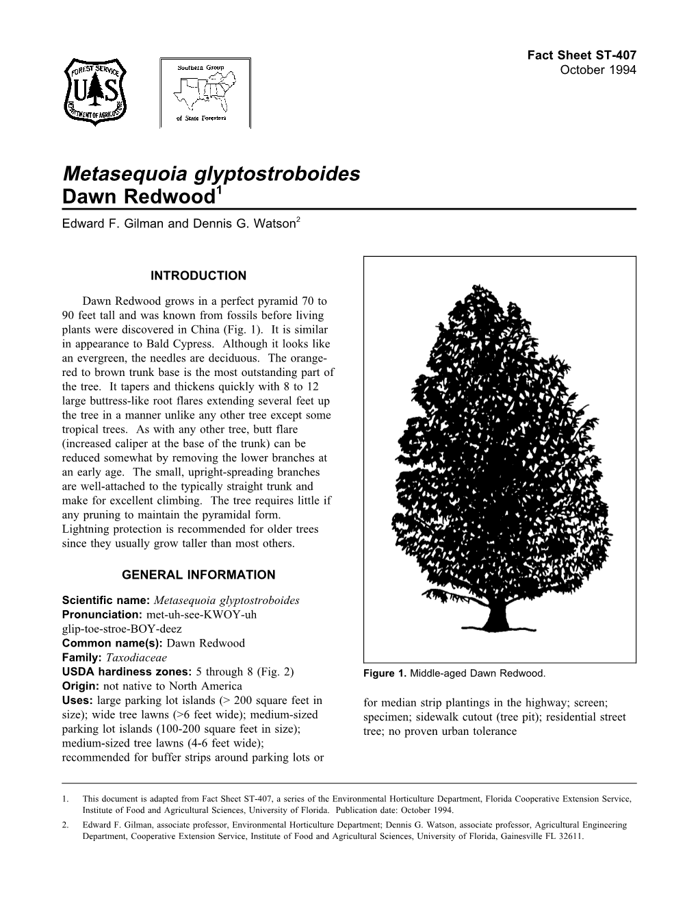 Metasequoia Glyptostroboides Dawn Redwood1 Edward F