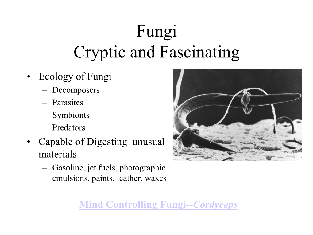 Fungi Cryptic and Fascinating