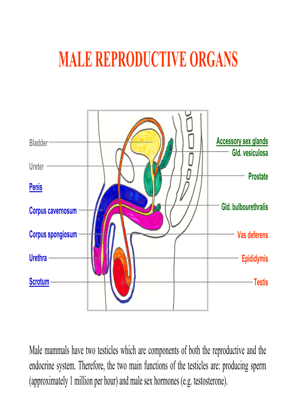 Male Reproductive Organs