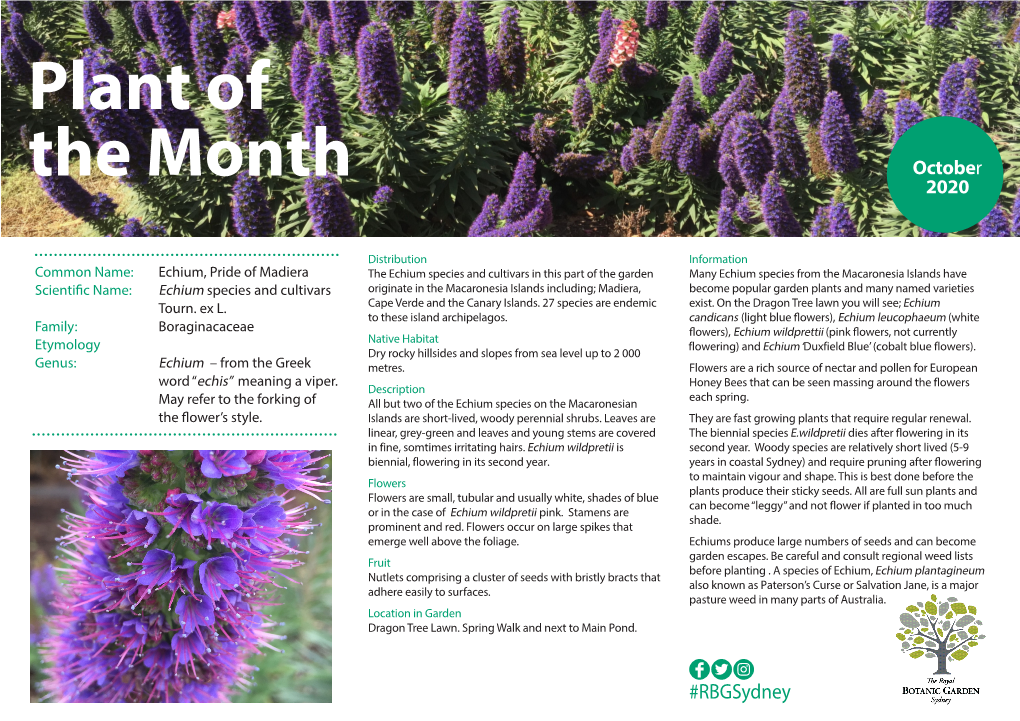 Plant of the Month October 2020