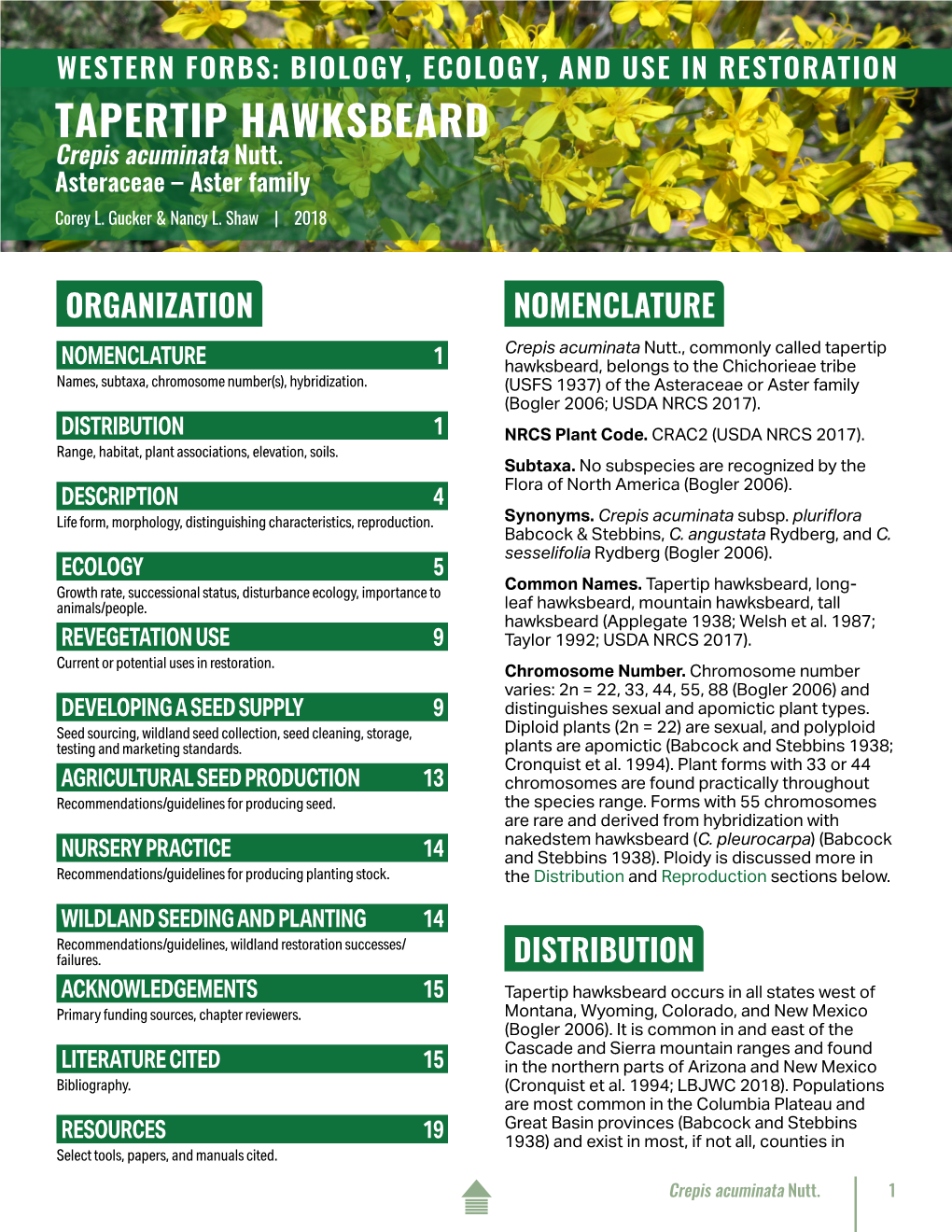 TAPERTIP HAWKSBEARD Crepis Acuminata Nutt