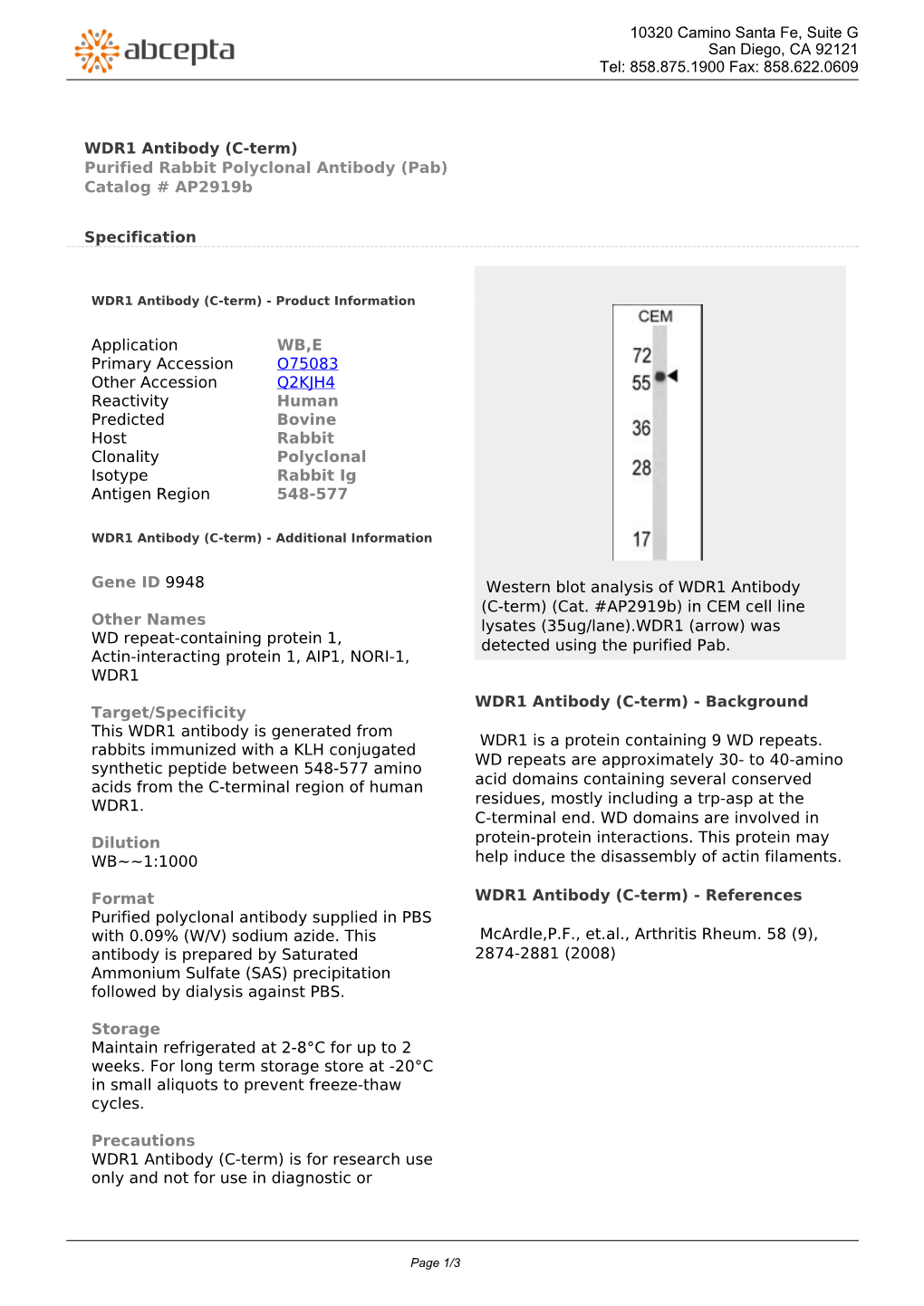WDR1 Antibody (C-Term) Purified Rabbit Polyclonal Antibody (Pab) Catalog # Ap2919b