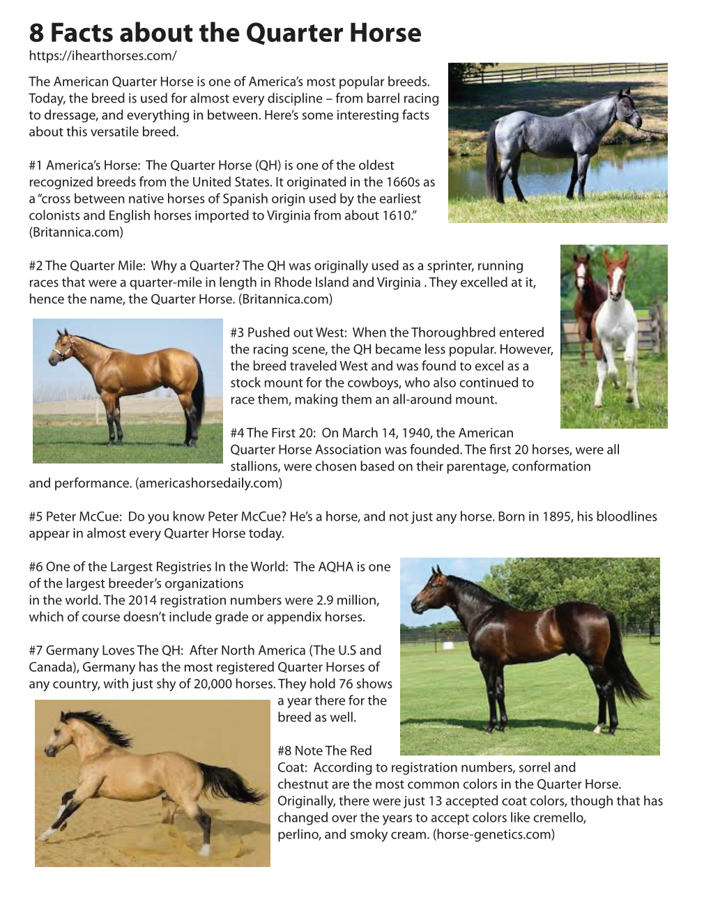 8 Facts About the Quarter Horse the American Quarter Horse Is One of America’S Most Popular Breeds